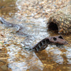 Life-Sized Snake Sculpture