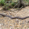 Life-Sized Snake Sculpture