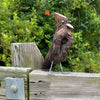 Double Breasted Bald Cypress Bird