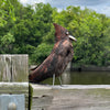 Double Breasted Bald Cypress Bird