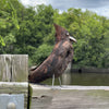 Double Breasted Bald Cypress Bird